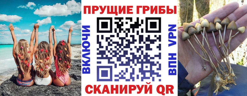 Псилоцибиновые грибы GOLDEN TEACHER  даркнет сайт  Пойковский 